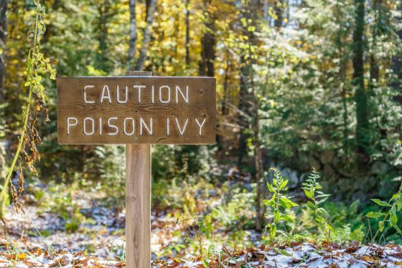 photo of a wooden sign in the woods that reads caution poison ivy