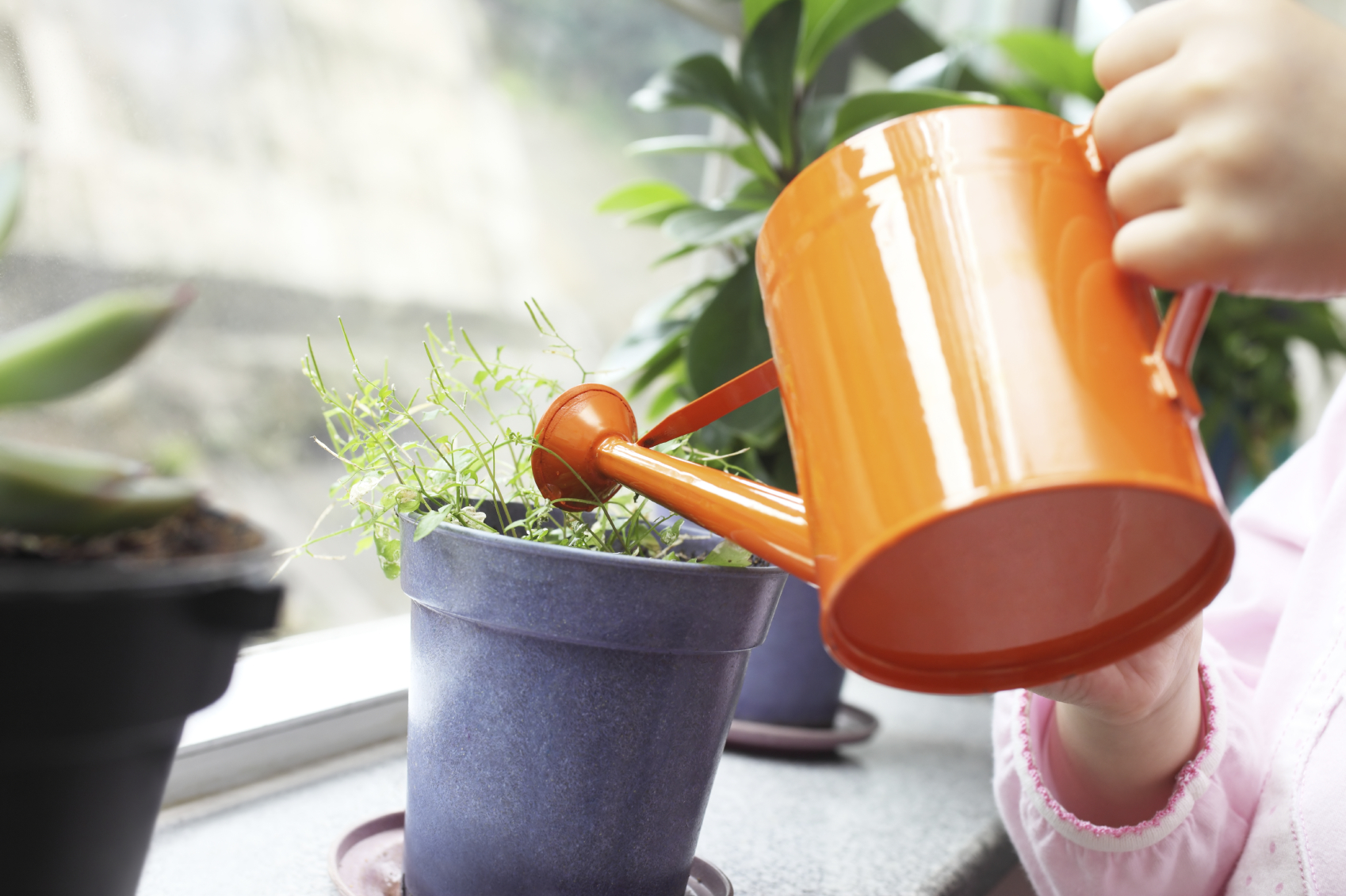 Watering houseplants in the window.