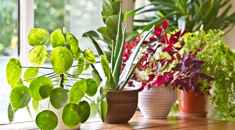 Indoor plants