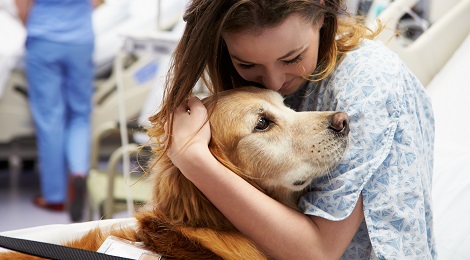 Therapy dog