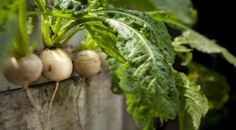 Candied Beet Caramel & Almond Hakurei Turnips Recipe