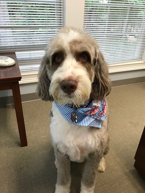 Therapy dog