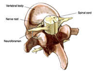 Tumors of the Adult Spine