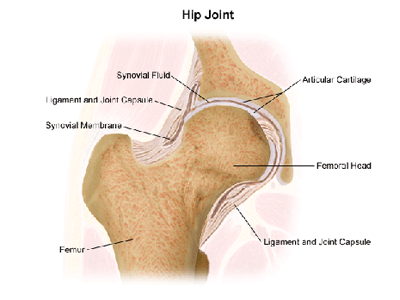 Spine Hip Problems
