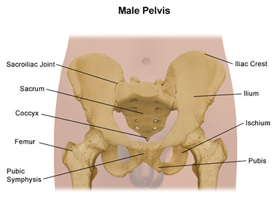 male pelvis